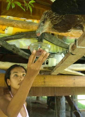 Nursing an Eagle back to health on Koh Tao at The Gallery Restaurant Gold Bar