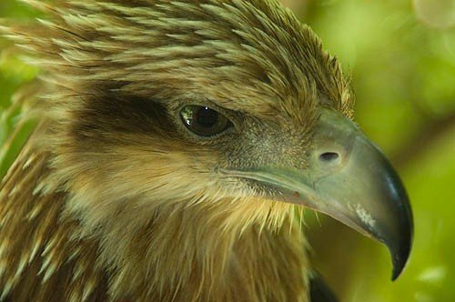 Eagle from Koh Tao